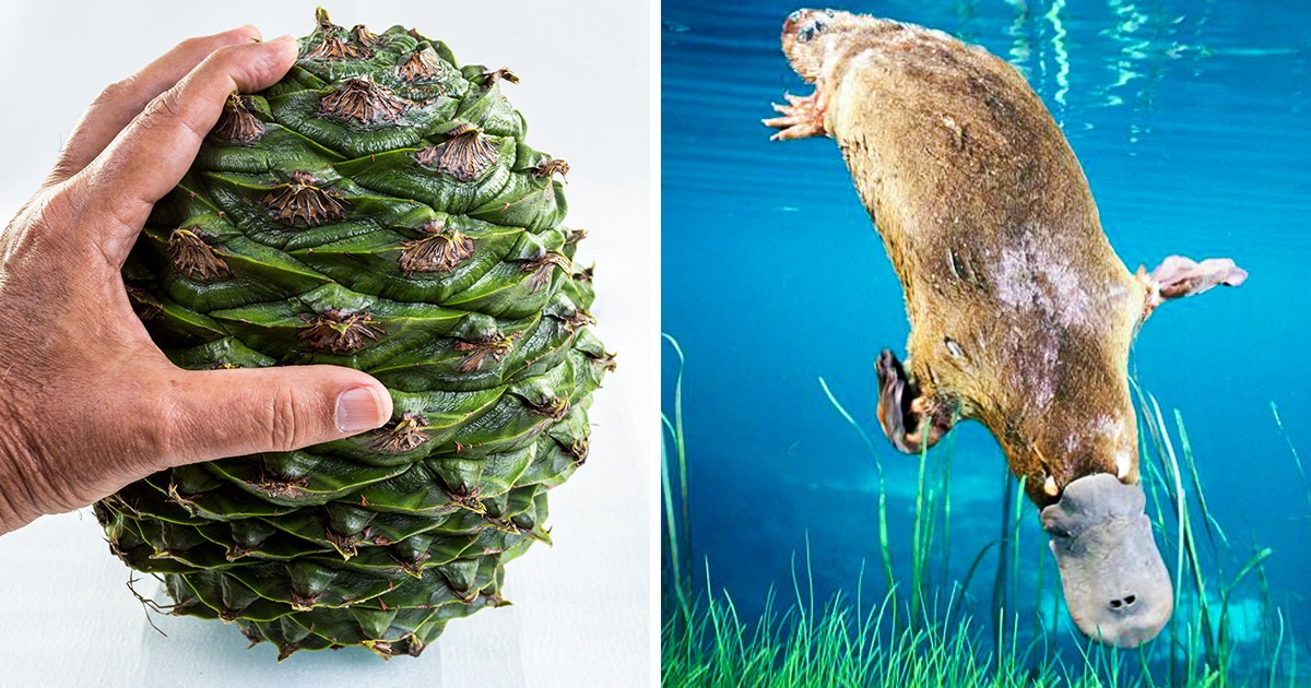 9 Things in Nature That Look Harmless but You Would Never Want to Run Into 9 Things in Nature That Look Harmless but You Would Never Want to Run Into