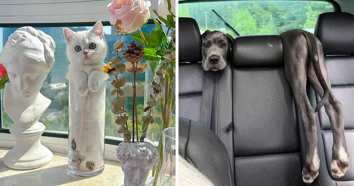 18 Fluffy Friends Who Know How to Bring a Smile to Your Face