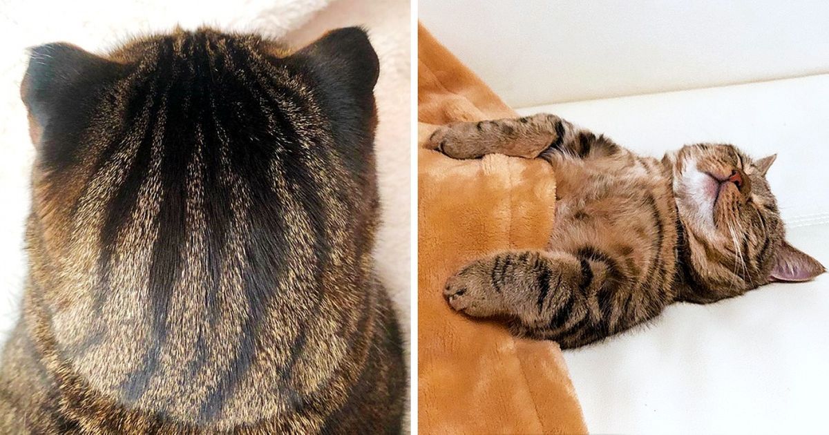 There Is Nothing in This Article Except for 23 Cute Cats. Enjoy!