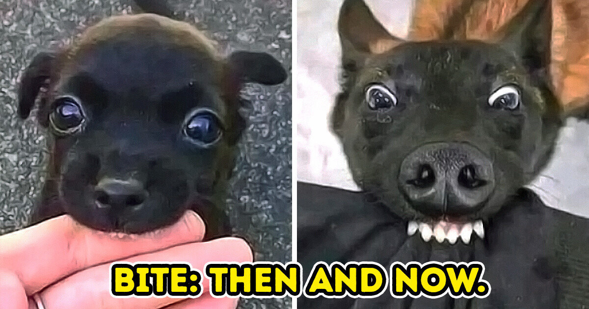 15+ Animals Who Could Easily Get Leading Roles for Their Theatrical Talents