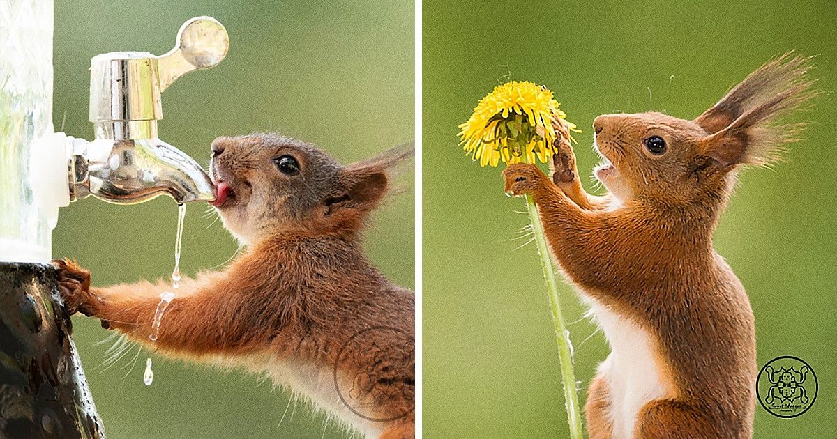 A Photographer Dedicates His Life to Capturing Squirrels and Becomes Their Best Friend A Photographer Dedicates His Life to Capturing Squirrels and Becomes Their Best Friend