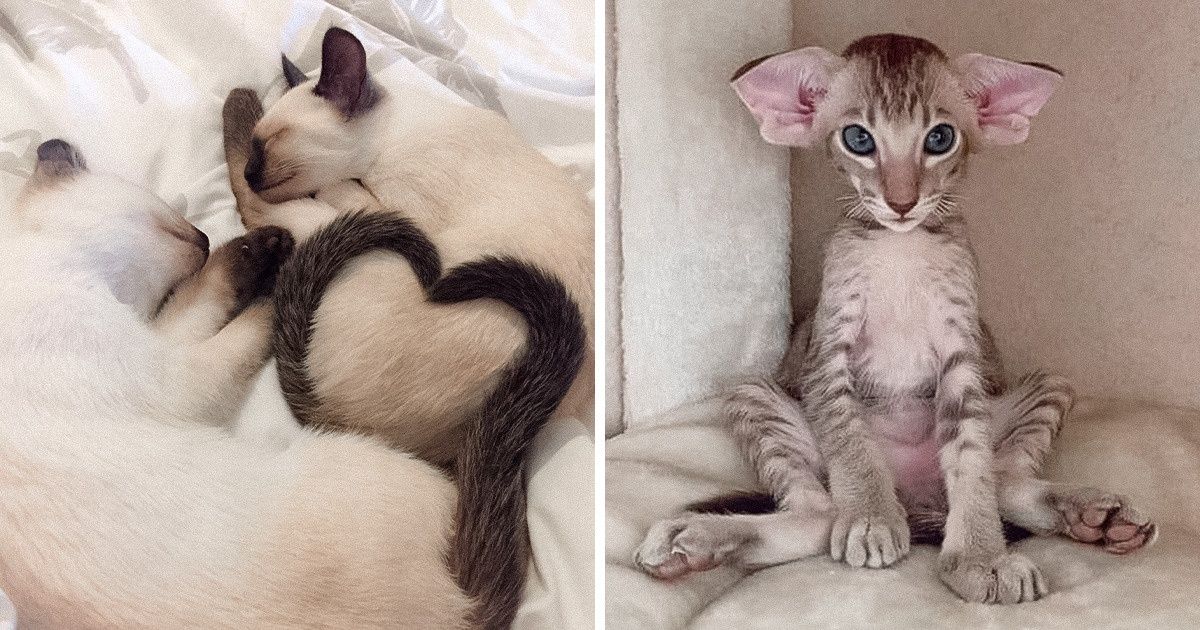 18 Pics That Prove No One Can Make You Smile Faster Than Pets