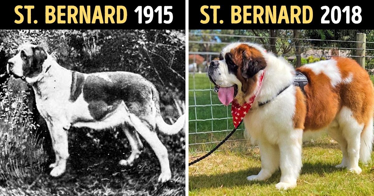 How Popular Dog Breeds Have Changed Over Time