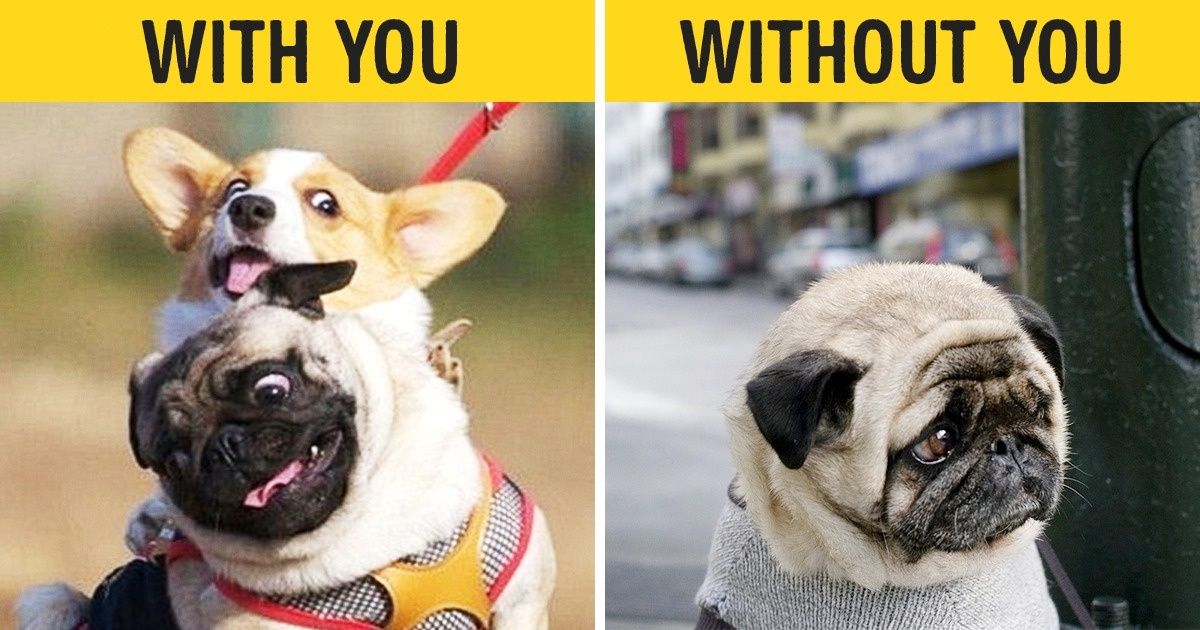 15 Dogs Whose Facial Expressions Are Downright Hilarious