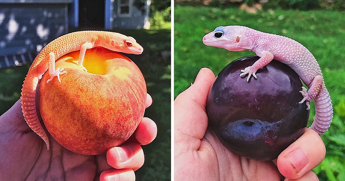 15+ Photogenic Animals Who’d Outshine Any Professional Model