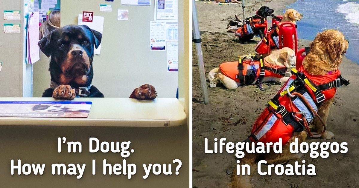 15+ Good Boys Who Know How to Do Their Jobs Just Pawfectly