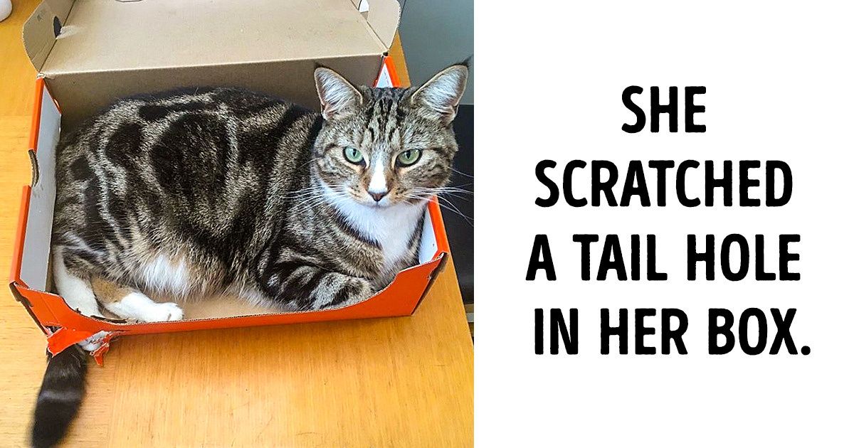 22 Photos That Can Boost the Level of Happiness in Your Body