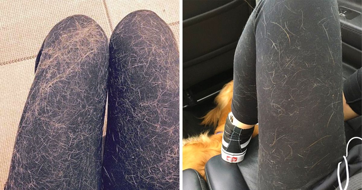 22 Dogs That Are Tired of Being Good Boys, and We Really Pity Their Masters