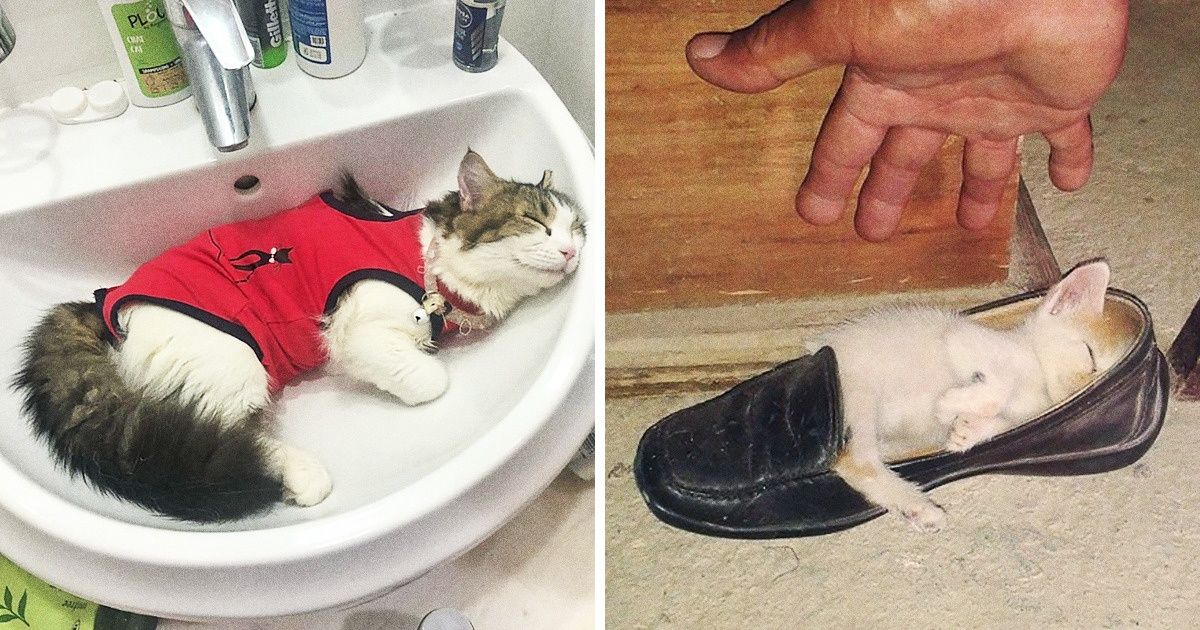 20+ Cats That Nodded Off Before You Could Even Blink 20+ Cats That Nodded Off Before You Could Even Blink