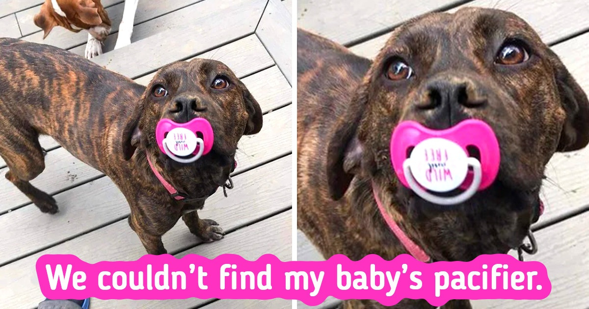 15+ Pics Proving Animals Are Every Bit as Adorable and Weird as People