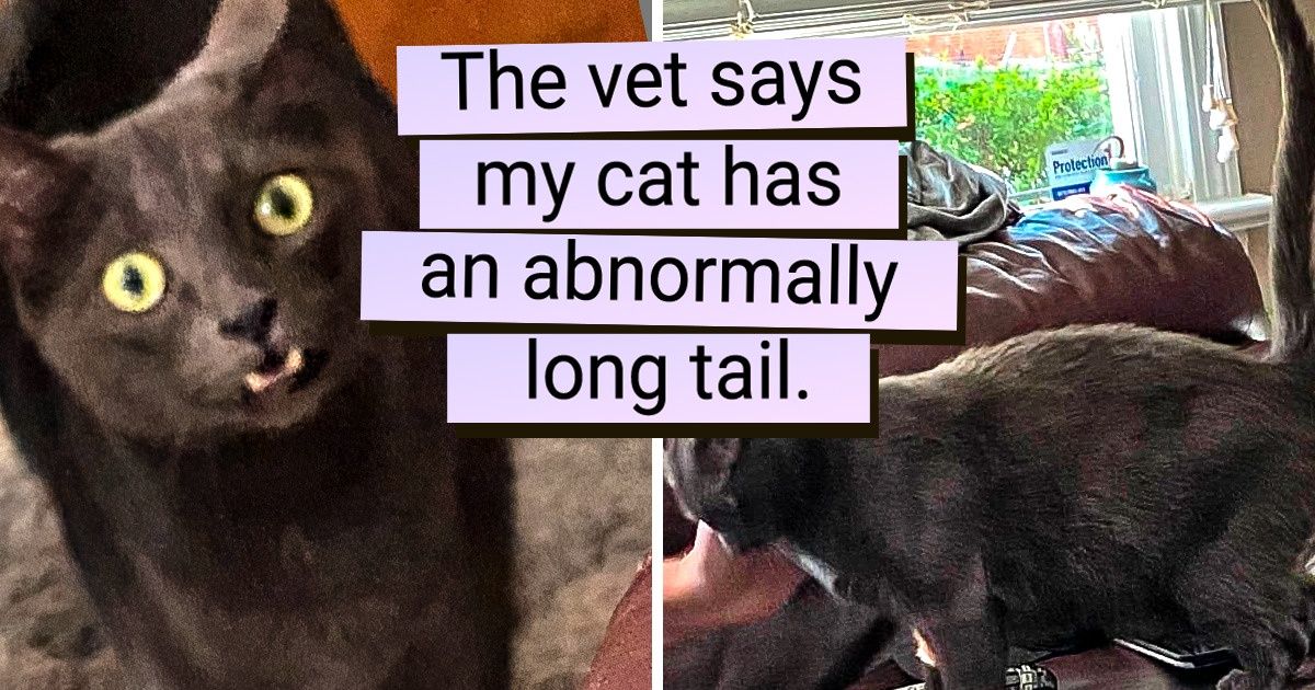 20+ Cats Who Got a Double Dose of Charm From Nature 20+ Cats Who Got a Double Dose of Charm From Nature