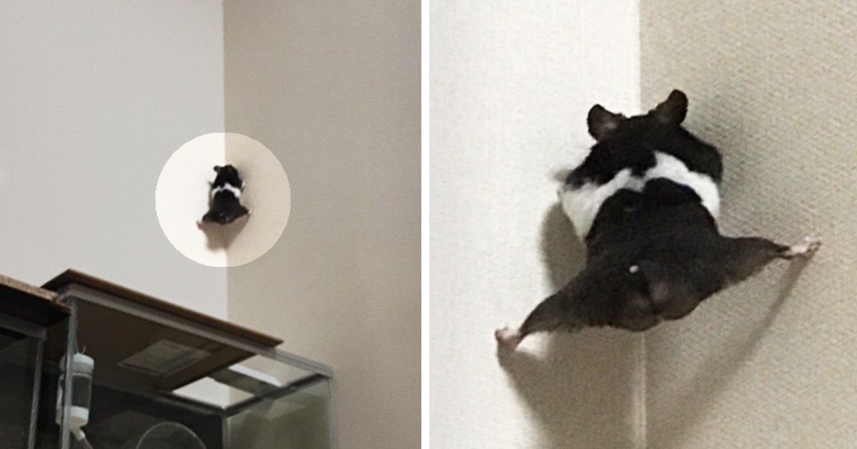 18 Pets Whose Silly Acts Serve as the Best Anti-Stress for Their Owners
