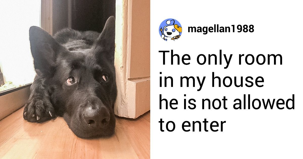 15+ Animals Whose Eyes Speak Louder Than a Thousand Words