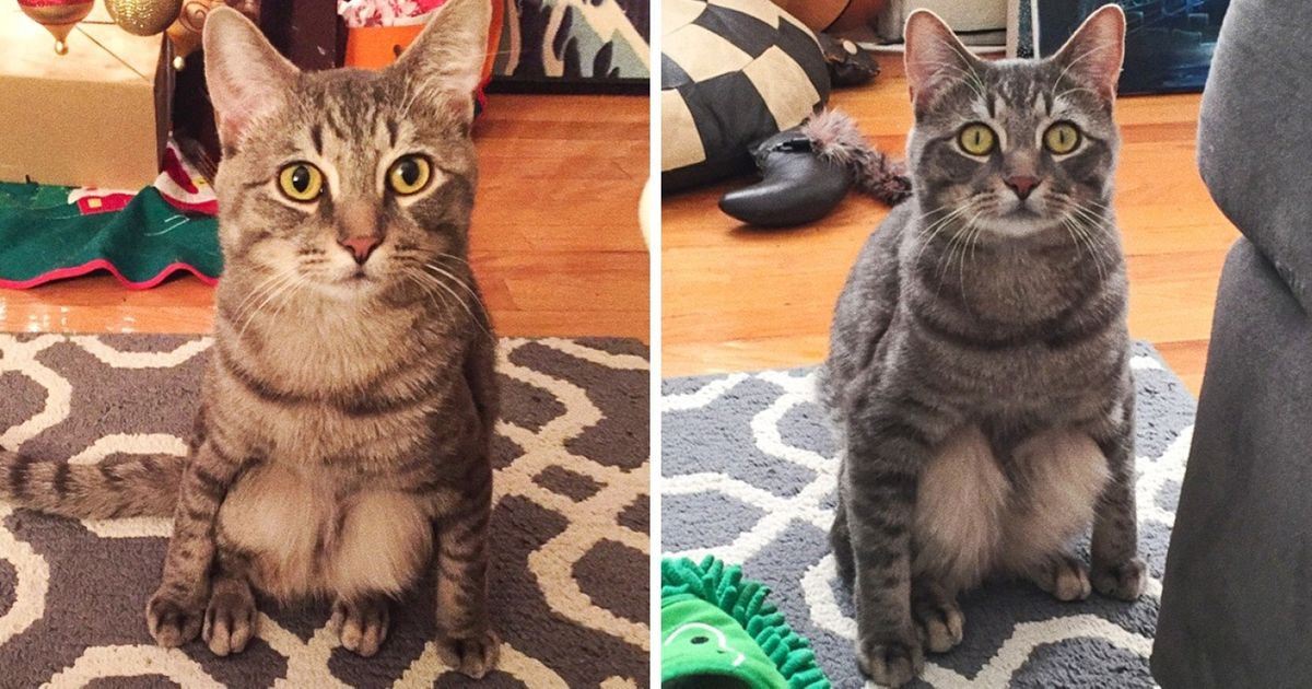 20 Discoveries You Make When You Get a Cat