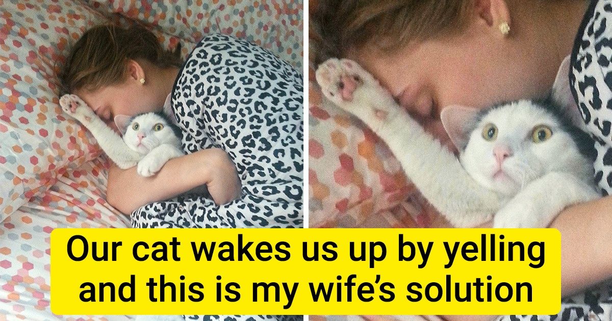 20+ Cats Who Forgot That They Were Supposed to Be a Source of Cuteness 20+ Cats Who Forgot That They Were Supposed to Be a Source of Cuteness