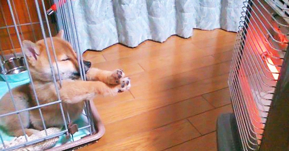 20 Reasons to Madly Fall in Love With Shiba Inu Dogs