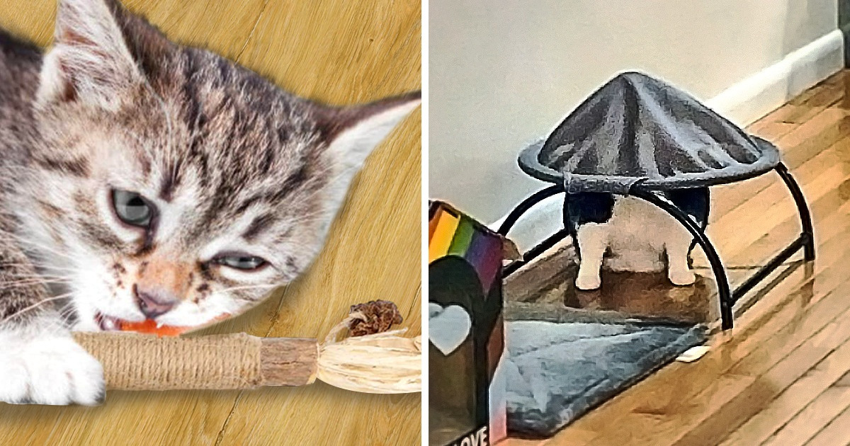 7 Products Your Pets Wish You Knew About Sooner