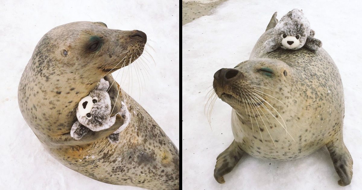 25 Animals That Are So in Love With Things, They Can’t Hold It Any Longer