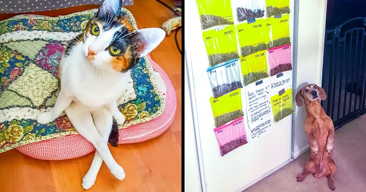 Here Are Times Our Beloved Pets Were Way Too Human