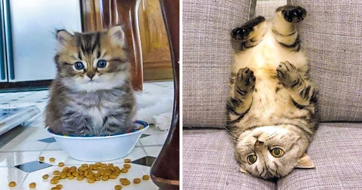 23 Times Cats Messed Up So Cutely They Totally Stole Our Hearts