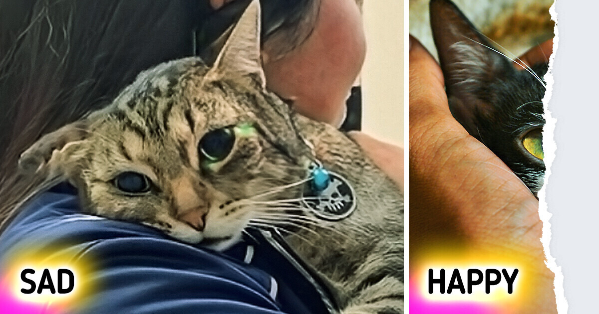 Exclusive Japanese Technology That Can Literally Detect Your Cat’s Happiness With a Single Picture