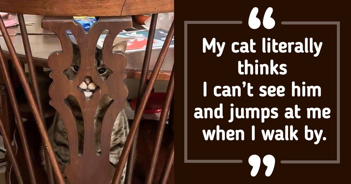 22 Sneaky Animals Waiting for the Perfect Moment to Ambush Their Owners