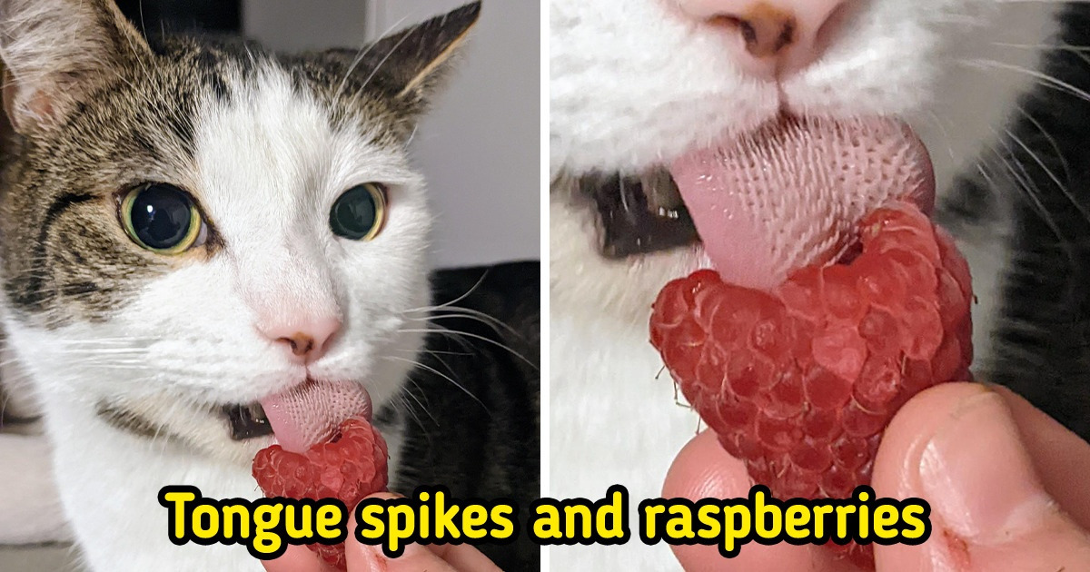 15 Images Capable of Leaving Us Flabbergasted in Seconds