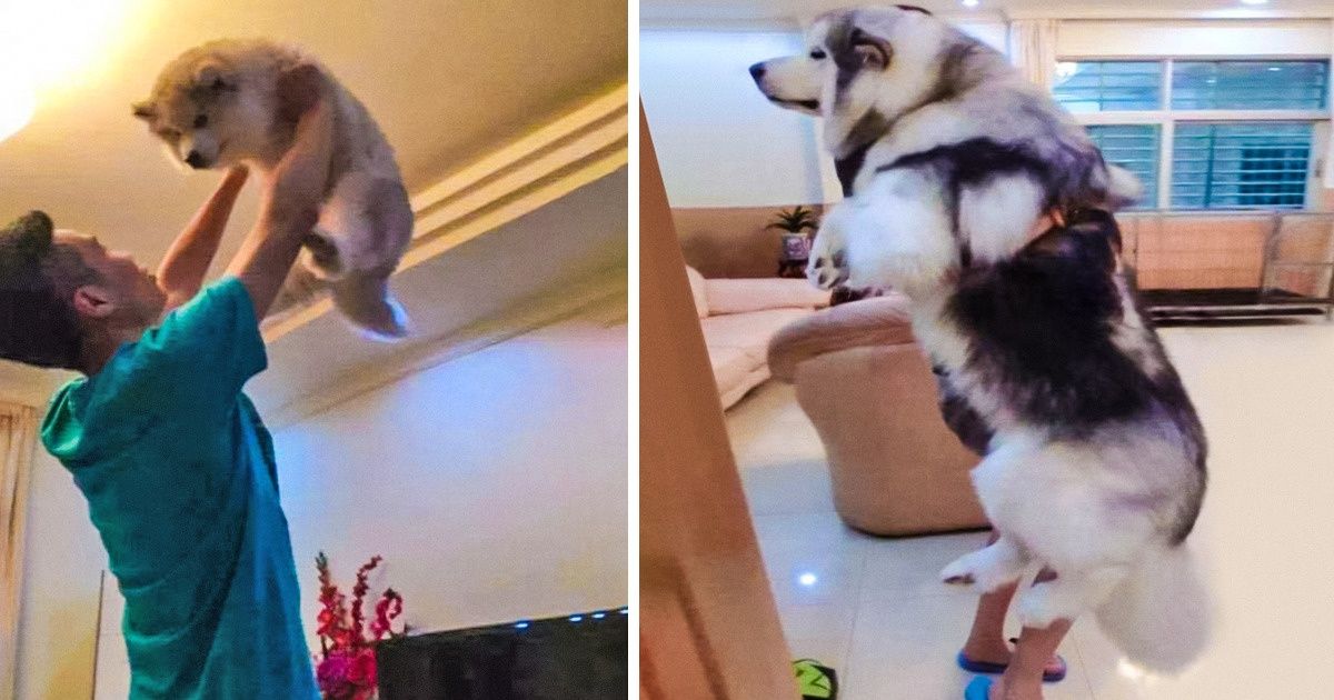 15 Heartwarming Photos of Humans That Grew Old With Their Fur Family