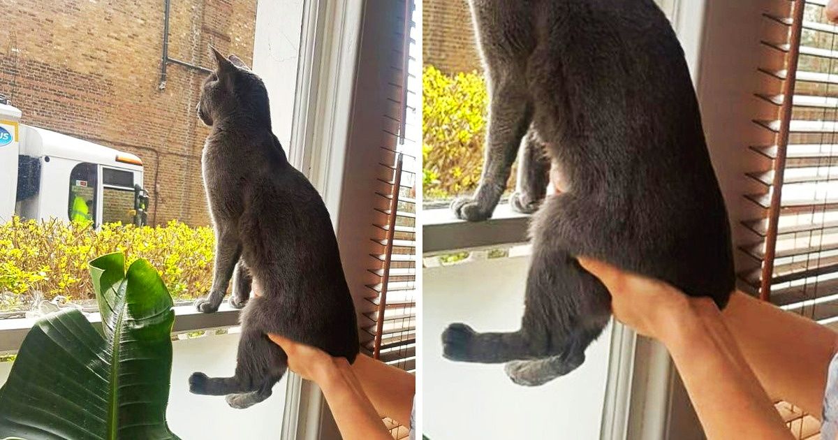 20+ Spoiled Cats That Totally Dominate Their Owners 20+ Spoiled Cats That Totally Dominate Their Owners