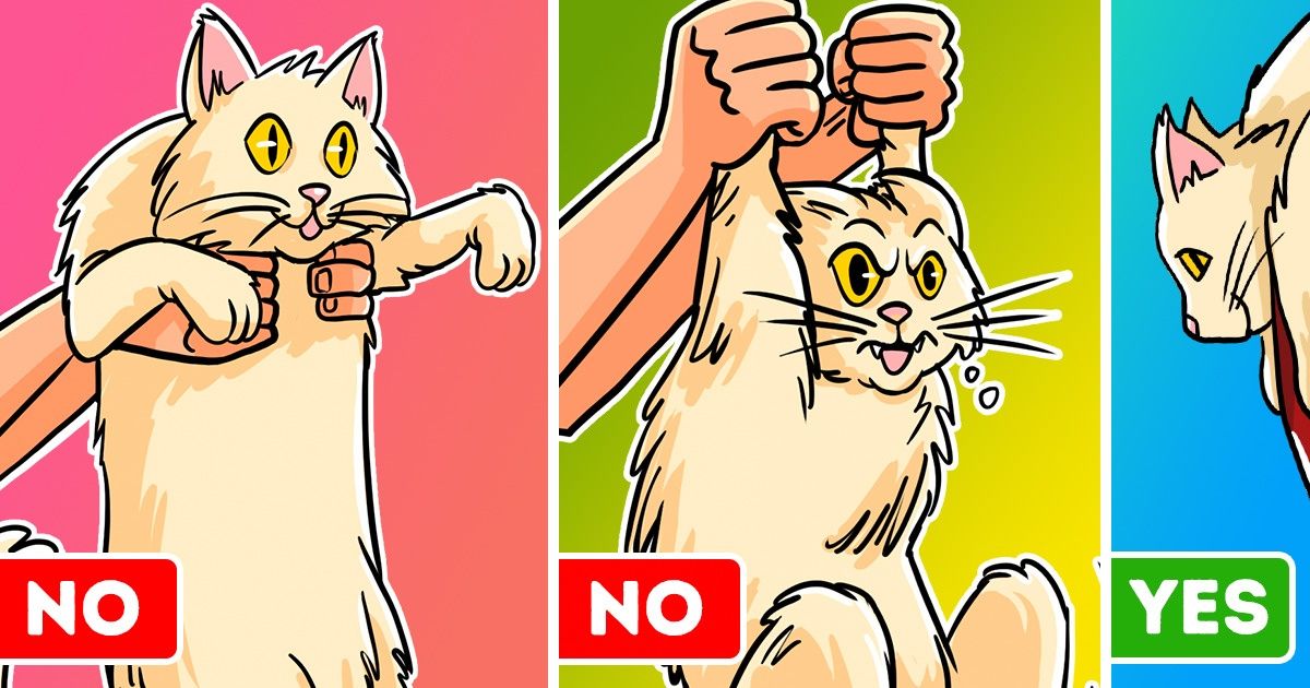 a-vet-explains-how-to-pick-up-your-cat-like-a-pro-bye-bye-scratches