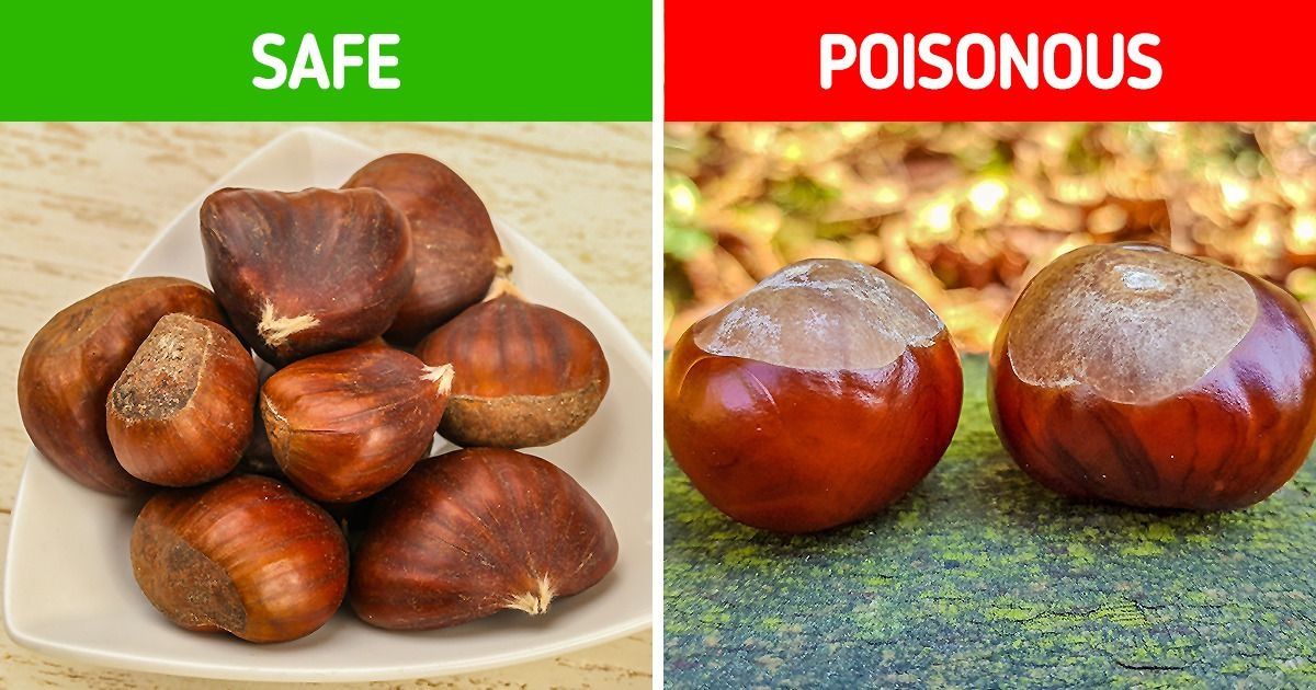 How to Tell 9 Pairs of Plants Apart That Are Easily Confused for One Another