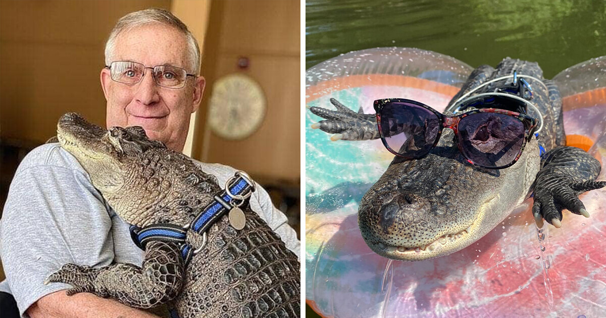 Meet Wally, the Emotional Support Alligator Who Helps His Owner Battle Depression Meet Wally, the Emotional Support Alligator Who Helps His Owner Battle Depression