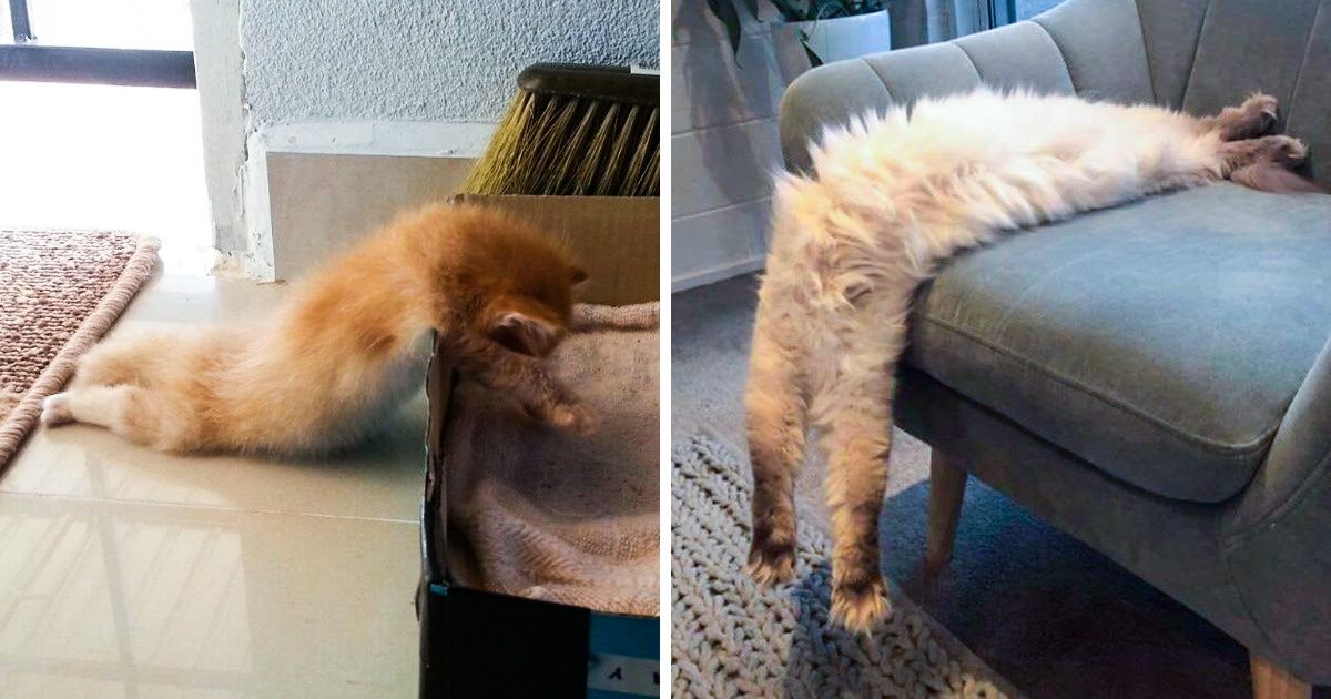 16 Awkward Cats Who Fall Asleep in Crazy Ways 16 Awkward Cats Who Fall Asleep in Crazy Ways