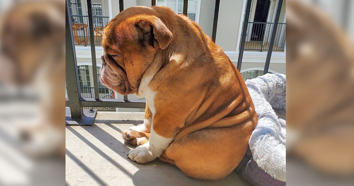 20 Emotional Animals Who Deserve an Oscar