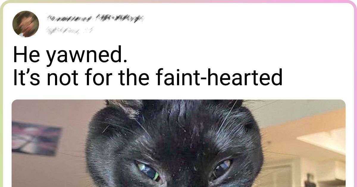 20+ Cats Whose Owners Know They Are Weird, but They Love Them Anyway