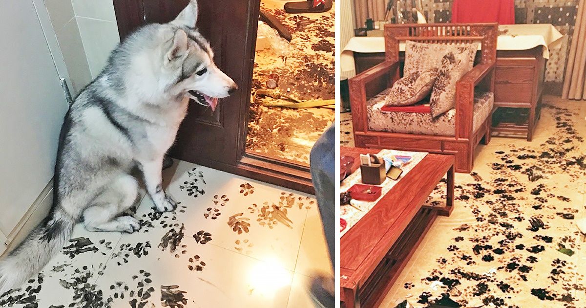 18 Shameless Animals That Had Their Owners Laughing Through Tears