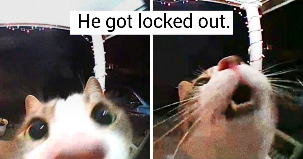 20+ Pets That Are Experts When It Comes to Making Our Days Brighter