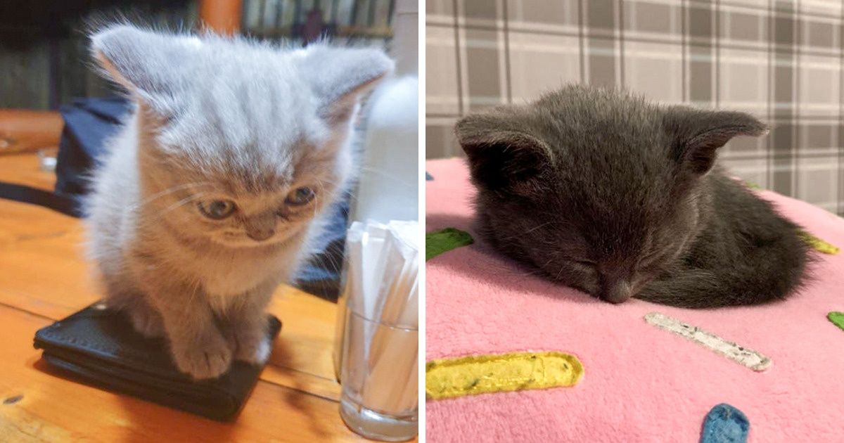 15 Baby Animals Who Are So Tiny, They Will Turn You Into a Caring Mommy in Seconds