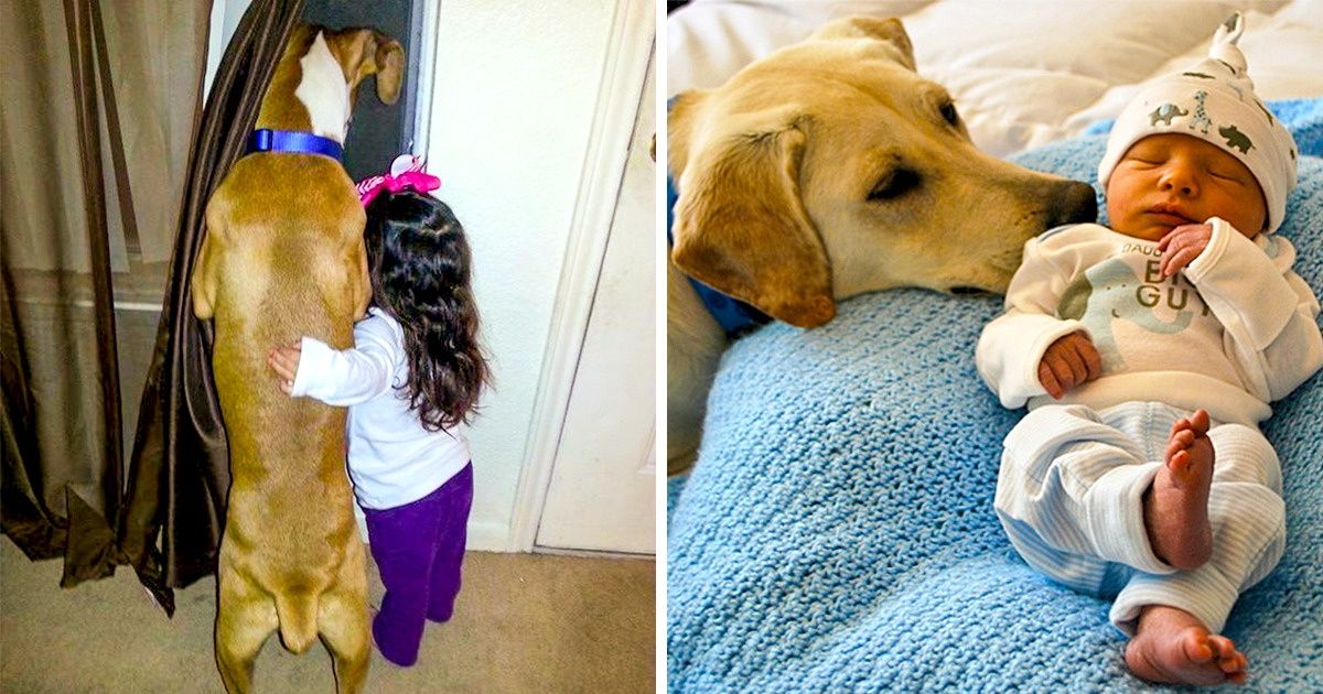 Faithful Animals That Are Ready to Follow Their Tiny Owners Anywhere
