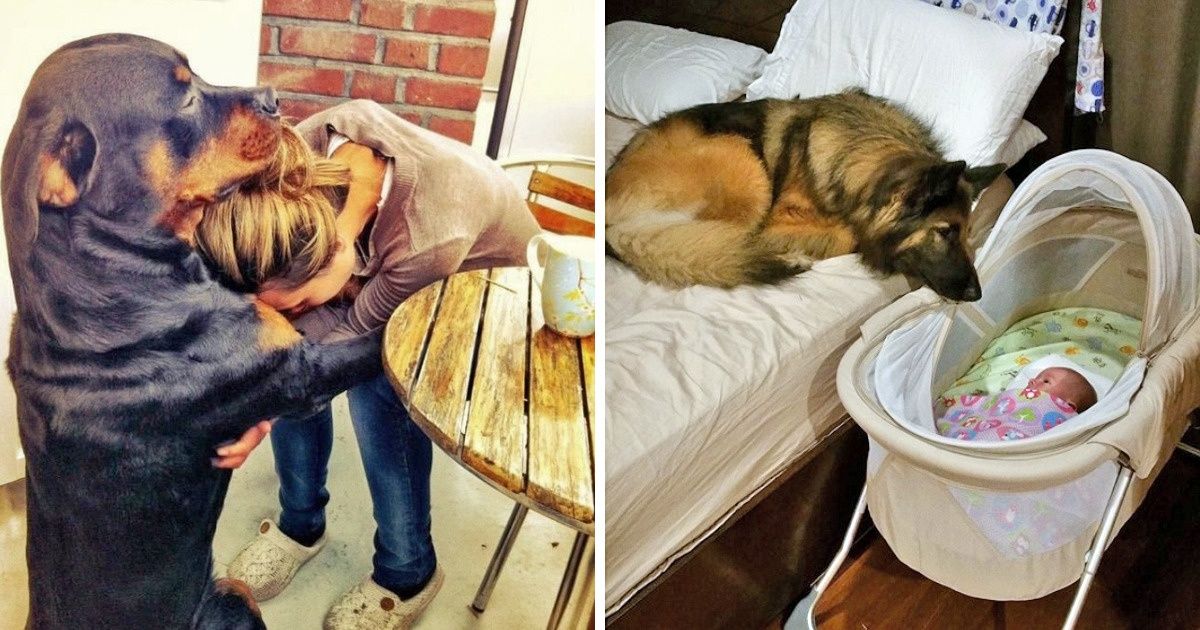 24 Dogs Who Love Their Humans So Much, Their Gazes Are Worth a Million Words 24 Dogs Who Love Their Humans So Much, Their Gazes Are Worth a Million Words