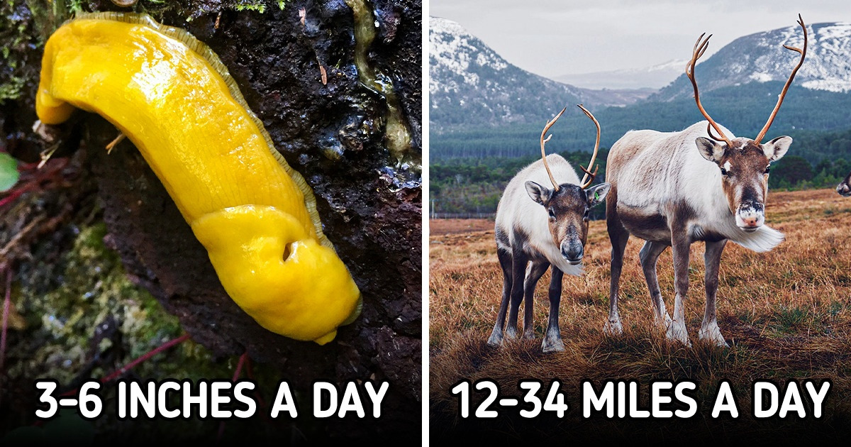 How Far 15 Animals Can Travel in a Day How Far 15 Animals Can Travel in a Day