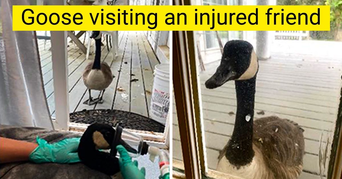 15 Animals Who Make the World a Brighter Place