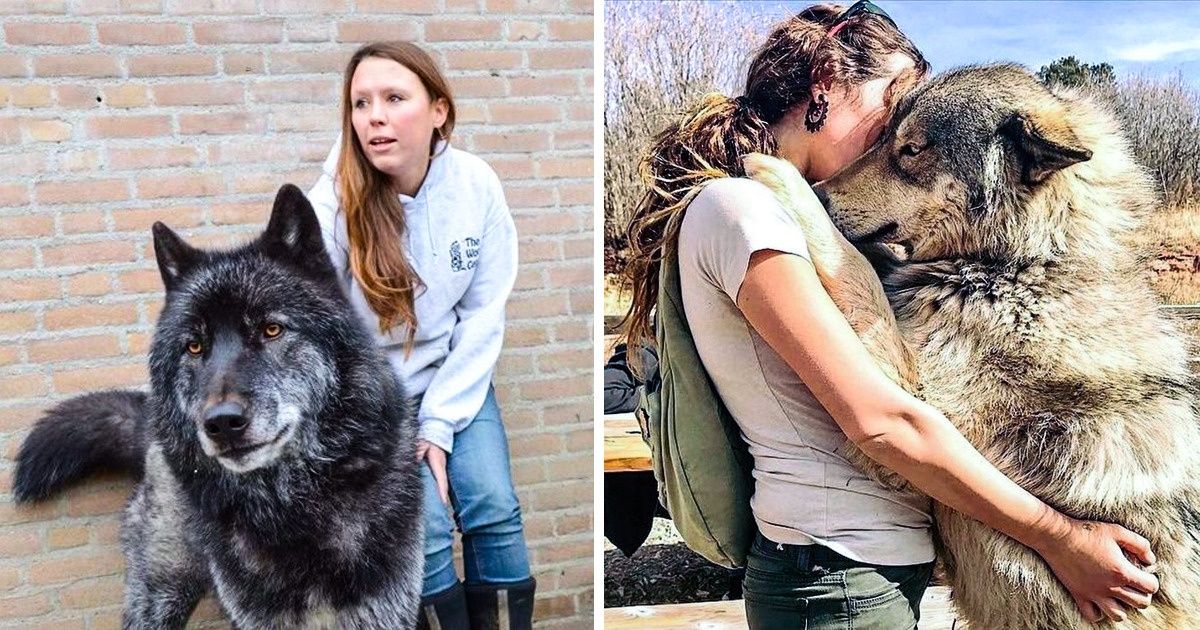 17 Gorgeous Wolfdogs We Want to Hug and Never Let Go 17 Gorgeous Wolfdogs We Want to Hug and Never Let Go