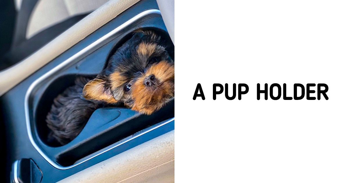 23 Pups Who Deserve to Be Named Good Boys of the Year 23 Pups Who Deserve to Be Named Good Boys of the Year
