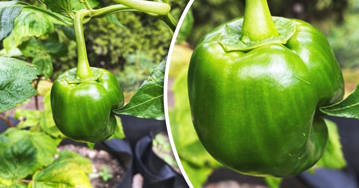 15+ Photos That Prove Nature Has a Lot of Tricks Up Its Sleeve