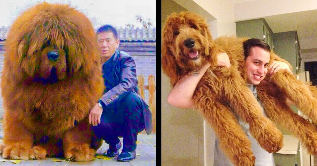28 Dogs Who Don’t Realize How Big They Are