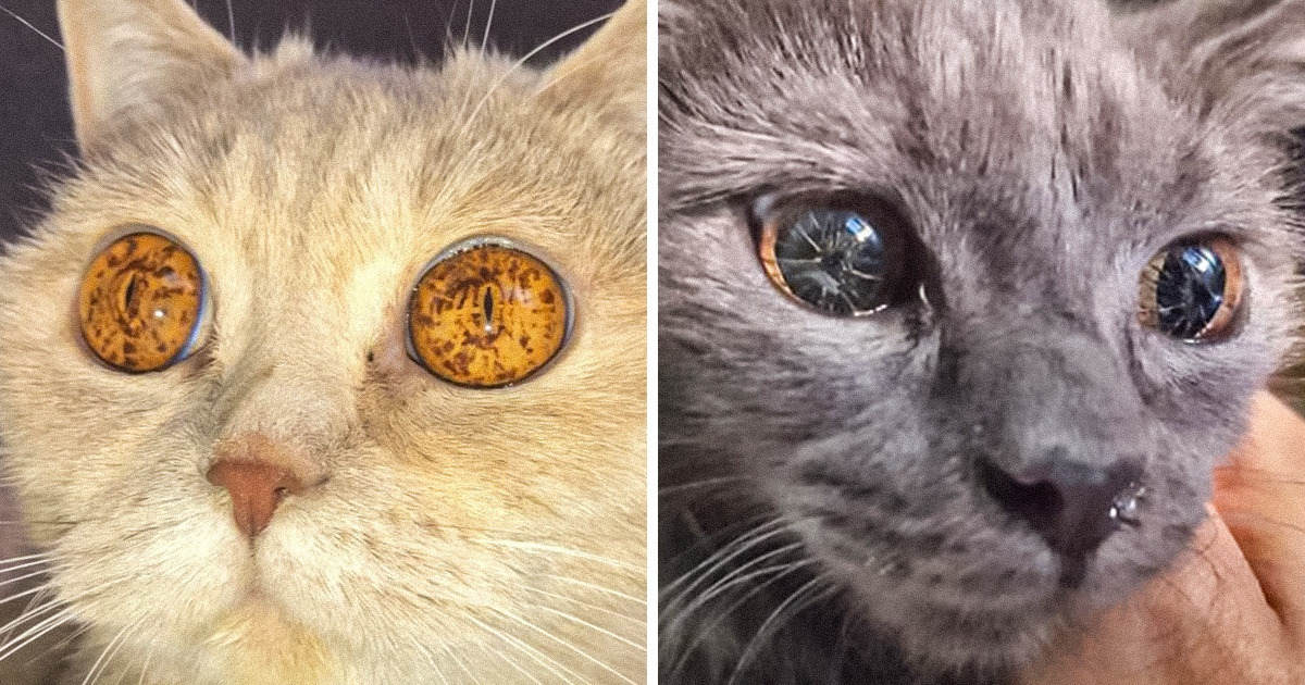 These 15 Pics of Animals May Make You Say, “Wow, Mother Nature!”