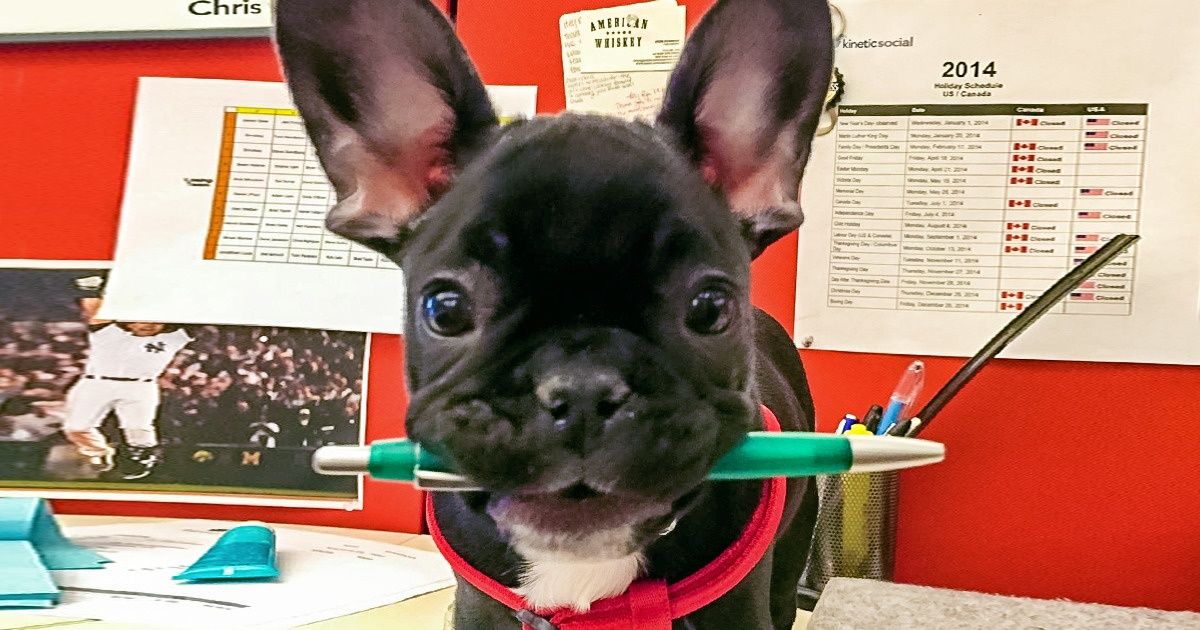 Scientists Say Having Pets in the Office Can Reduce Stress and Make You More Productive Scientists Say Having Pets in the Office Can Reduce Stress and Make You More Productive
