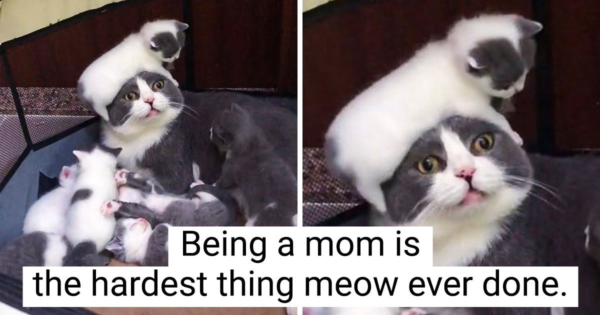 15+ Pics Proving Parenting Means Trying to Be Patient With Little Versions of Impatient You