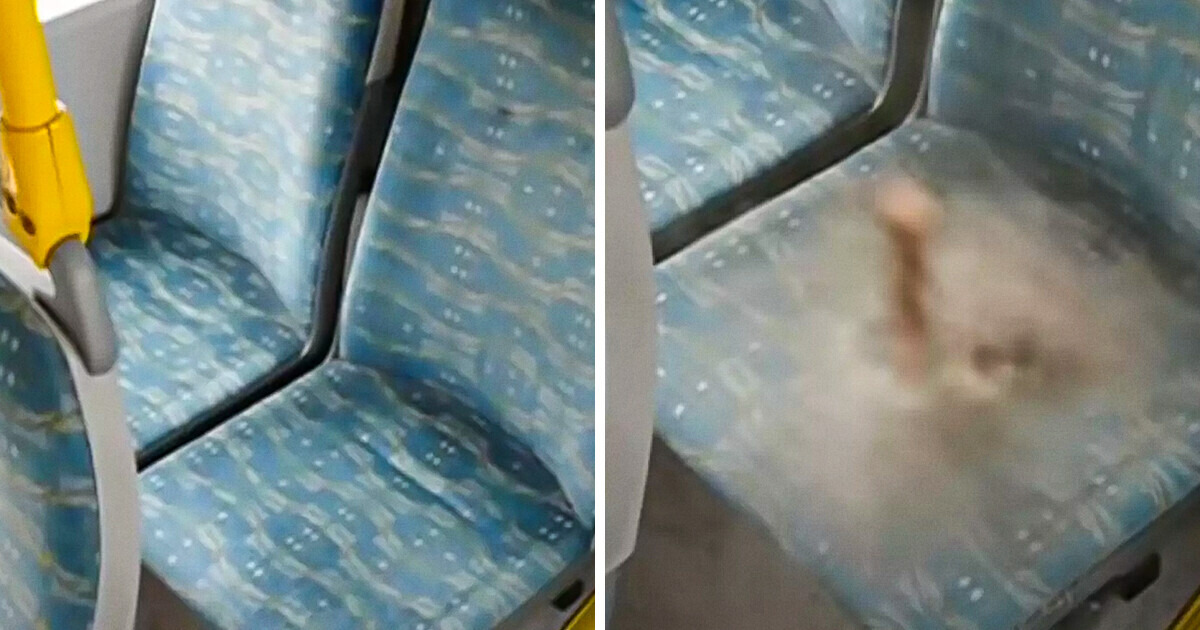 Watch: The Real Reason Why Bus Seats Have Wild Designs Watch: The Real Reason Why Bus Seats Have Wild Designs
